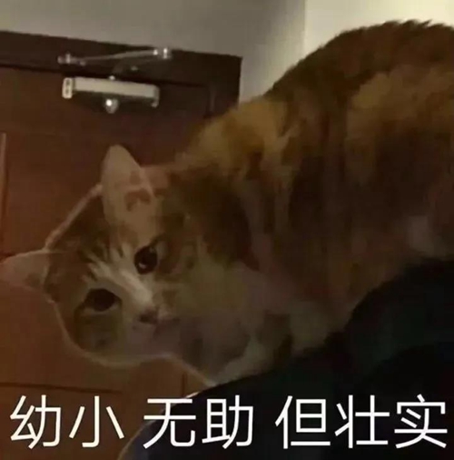 幼小无助但壮实表情包